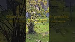 schrebergarten follow garten bio feigen project hochbeet trampoline music cover song [upl. by Hpesoj]