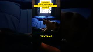 BALAS BUDI KUCING KEPADS MAJIKANNYA [upl. by Silberman]