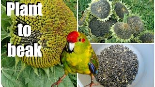 From Plant To Parrot  Sunflower Seed [upl. by Myrah425]