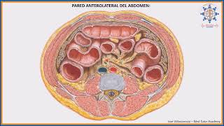 PARED ANTEROLATERAL DEL ABDOMEN [upl. by Ylam]