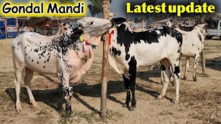 Fatehjangi Bulls 2025 Collections  Maweshi Mandi Gondal  Latest update [upl. by Aliuqahs]