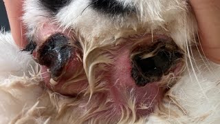 Massive Botfly Maggot Removed From Kittens Neck Part 10 [upl. by Anadroj635]