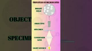 quotUnderstanding the Principles of Microscopes How They Workquot shorts biotechlearning [upl. by Aiello696]