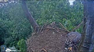 Bald eagle nestcam at Codorus State Park near Hanover [upl. by Ehcsrop]