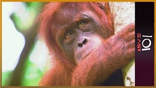 🇦🇺 The Orangutan Whisperer  101 East [upl. by Simpkins]