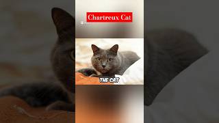 Chartreux Cat [upl. by Richia]