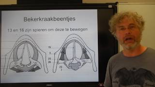 Biologie HV OB De Stembanden en het strottenhoofd [upl. by Eirahcaz]