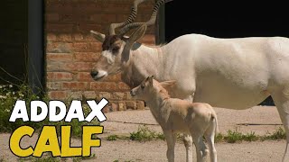 Addax Calf Born at Brookfield Zoo [upl. by Haslam]