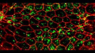 Pulsed actomyosin contraction drives apical constriction [upl. by Faso]