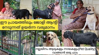 Labrador kennelപ്രായം തളർത്താത്ത പോരാളിGoat Farming KeralaLabrador puppyDog farm [upl. by Naldo]