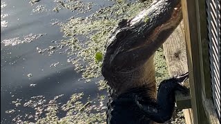 Alligator Climbs up deck Fence [upl. by Ydollem]