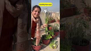 December ka Harvest from Terrace Garden  Itni badi Knol Knol  Karonda aur kya kya shorts [upl. by Allegra]