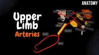 Arteries of the Upper Limb Branches Scheme [upl. by Furnary]