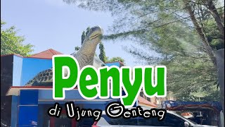 Beberapa jenis penyu ada di sini [upl. by Enerahs404]