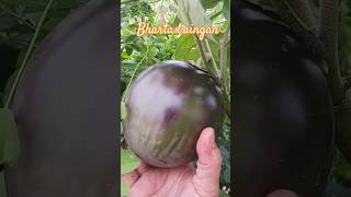 13th Harvest of September brinjal organicvegetables music [upl. by Igal]