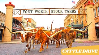 Texas Stockyards Rodeo Fort Worth  Cowtown [upl. by Reis]