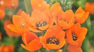 How to Grow Ornithogalum [upl. by Anyaled]