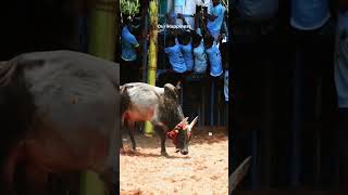 Jallikattu Love Whatsapp Status💚 jallikattu jallikattu2024 shots [upl. by Aiekahs745]