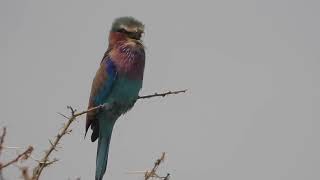 Coracias caudatus  Carraca lila Lilac  breasted roller [upl. by Ken]