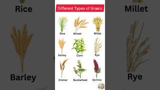 Different types of grains  grains name [upl. by Tasiana]