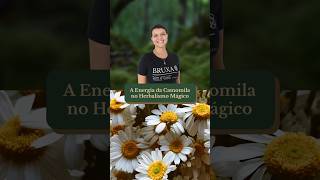 🌿A Energia da Camomila no Herbalismo Mágico e na Bruxaria Natural🍃 [upl. by Nodnek]