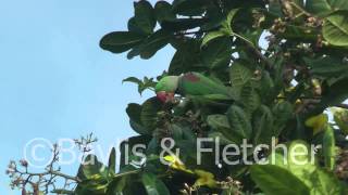 Alexandrine parakeet Sri Lanka 20110208080500mp4 [upl. by Leanor484]