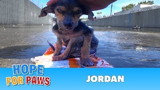 Brave little dog gets rescued from the river His recovery with Hope For Paws will inspire you dog [upl. by Elfrieda]