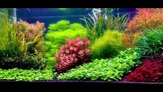 Dutch Aquascape  AGA2021 World rank no 2 [upl. by Stroud]