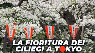 Lo spettacolo della FIORITURA DEI CILIEGI A TOKYO [upl. by Tnahsarp]