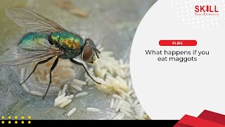 What Happens If You Eat Maggots 🐛 [upl. by Atinauq]