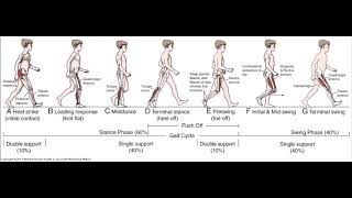 Calcaneal Gait Pattern [upl. by Eislrahc386]