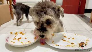 Pet Food Reviews 2024🐶 Dogify TV Dogs Series 16 🐶🍔 Funny Puppies Food Review Channel Videos [upl. by Aihpled]