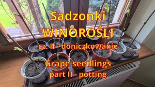 Sadzonki winorośli  cz II doniczkowanie Grape seedlings part II  potting [upl. by Camella]