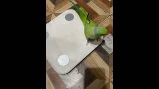 parrotparrotvideostalkingparrottrendingshortsytshortsytviraltrendingvideosforyou [upl. by Ebba]