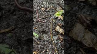 Leech eat worm from ktsujipon instagram wildlife nature [upl. by Rawdan595]