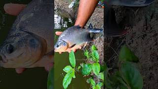 Piranha fish release in pond fishing shorts fish [upl. by Ahsilad]