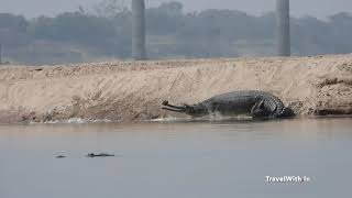 Huge Gharials make a dash [upl. by Aisitel]