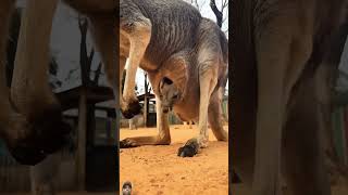 kangaroo wildlife 🦘🦘🦘🦘🦘🦘🦘🦘🦘🦘🦘 [upl. by Bayly925]