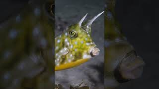 Horned boxfish cowfish botox underwater bugdreamer [upl. by Adigirb177]