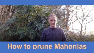 How to prune Mahonias [upl. by Assetniuq]