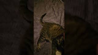 22LBS DAMN BOY HE THICK THATS A THICK AHH BOY cat fatcat subscribe [upl. by Sulrac225]