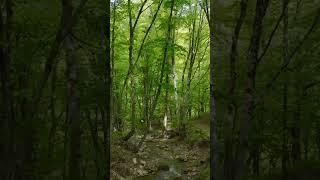 Soothing Stream in Green Woods  calmnature [upl. by Edasalof492]