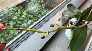 Orchidea phalenopsisnuovi steli floreali orchid orchids video phalenopsis [upl. by Brader250]