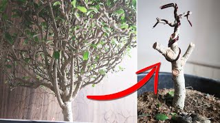 How to Reshape a Bonsai Tree Carmona Microphylla  How to trim Fukien Tea [upl. by Amluz685]