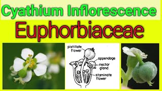 Cyathium Inflorescence of Euphorbiaceae [upl. by Ultann]