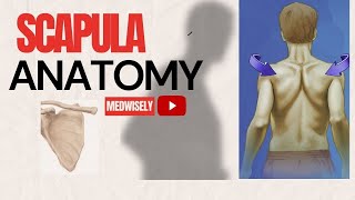 SCAPULA AnatomyLocationMuscle attachments osteologyscapula arm stability function yt 3d [upl. by Edora]