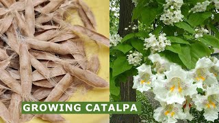 How to Grow Indian Bean Tree Catalpa at Home [upl. by Adnerb214]