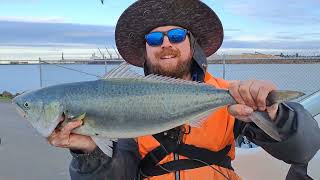 Big 63cm Australian Salmon Caught Landbased By Angler Fishing On Lee Breakwater Portland [upl. by Naejarual]