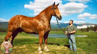 LES 10 CHEVAUX LES PLUS GRANDS DU MONDE  Lama Faché [upl. by Eetnuahs]