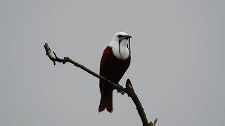 3 wattled Bellbird from Costa Rica terrtorial call 2 [upl. by Rebmetpes]